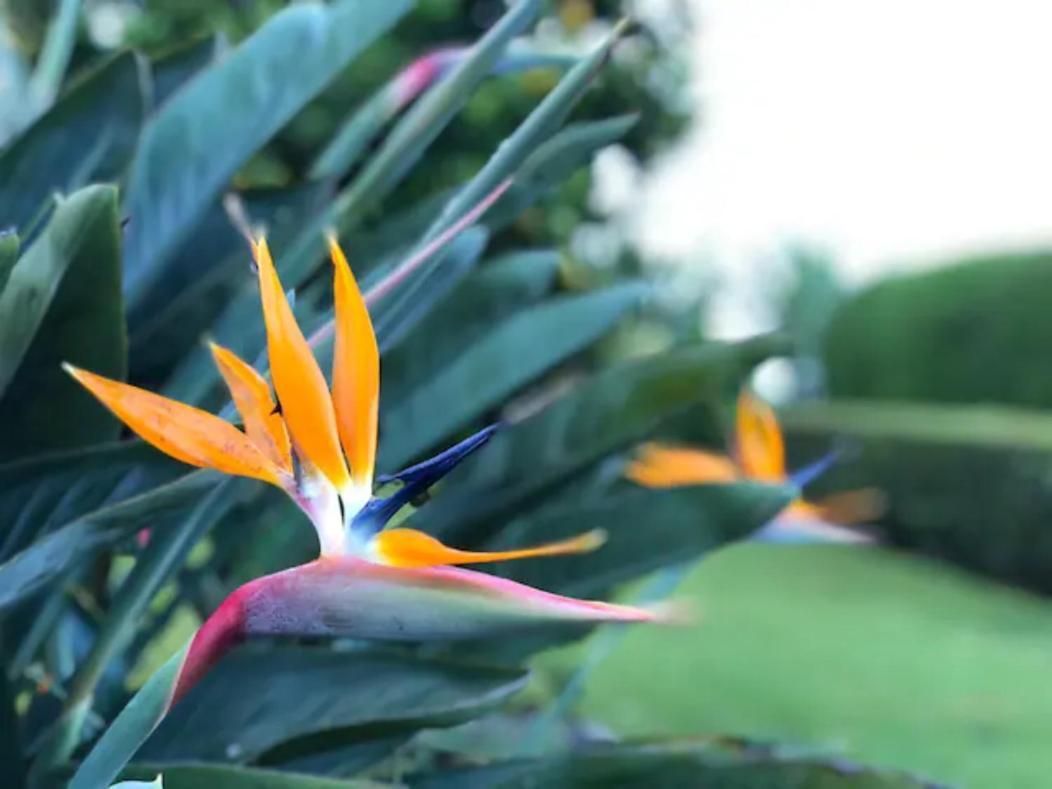 Coffee Garden Ranch Costa Rica Apartment Concepcion  Екстериор снимка