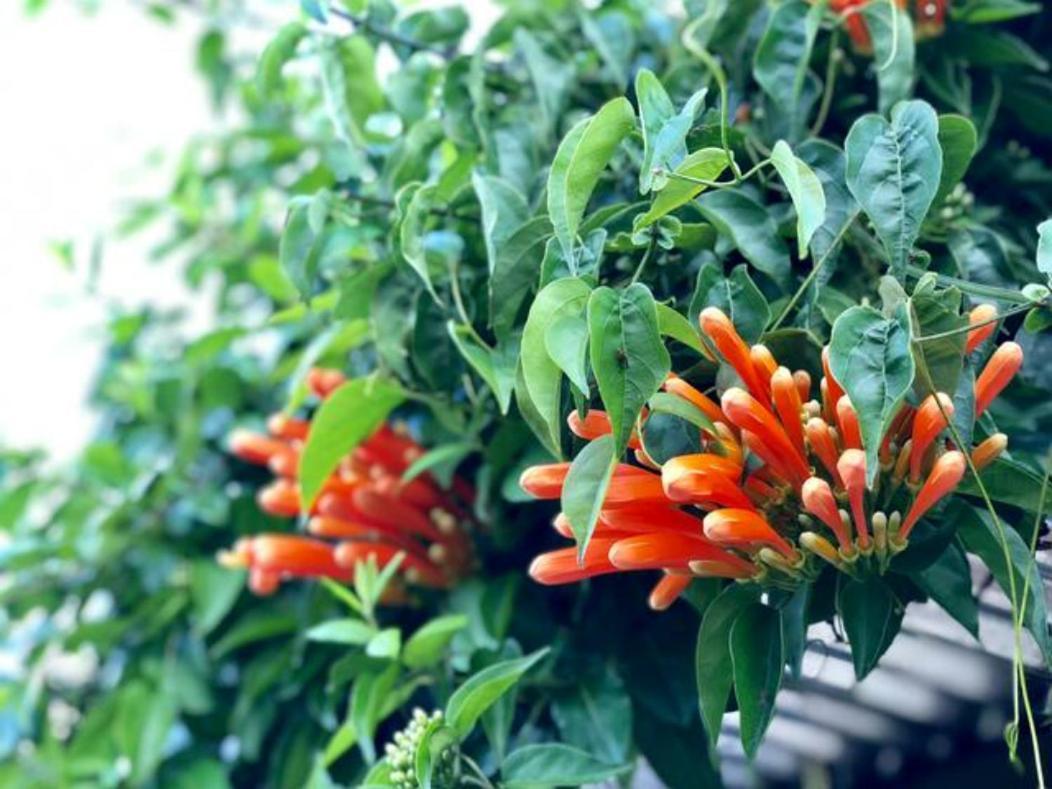 Coffee Garden Ranch Costa Rica Apartment Concepcion  Екстериор снимка