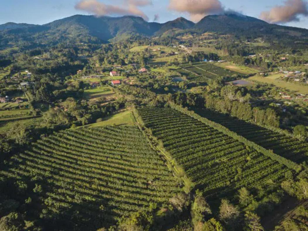 Coffee Garden Ranch Costa Rica Apartment Concepcion  Екстериор снимка