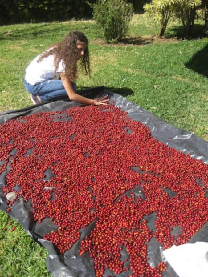 Coffee Garden Ranch Costa Rica Apartment Concepcion  Екстериор снимка